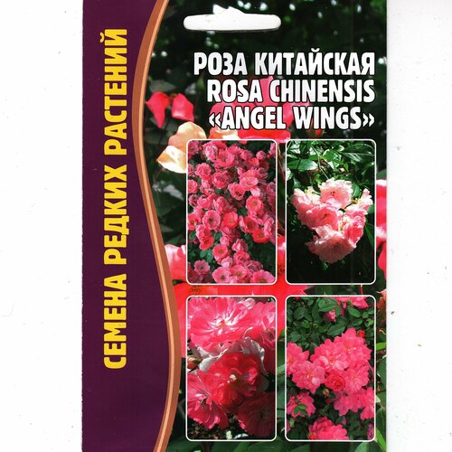   Rosa Chinensis,   ( 1 : 10  ) 200