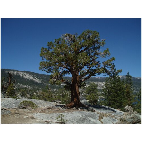   (. Juniperus occidentalis)  5    25 339
