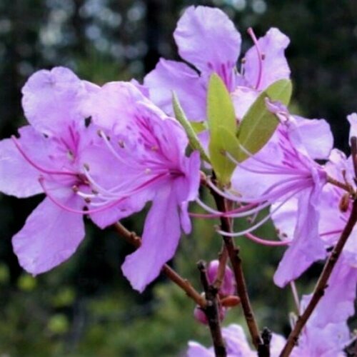     (. Rhododendron dauricum, ) 25 ., ,    350 