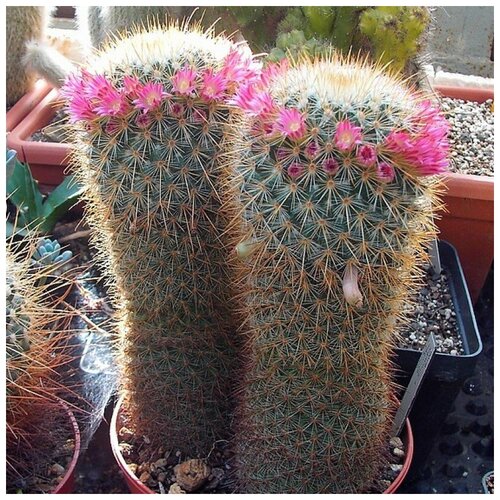     Mammillaria magnifica 10 . 350