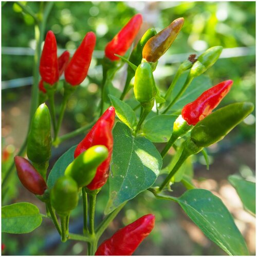   Ravit Bird Eye -   (. Capsicum annuum Bird's Eye)  15 360