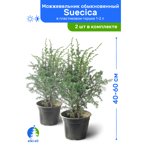   Suecica () 40-60     1-2 , ,   ,   2  5350