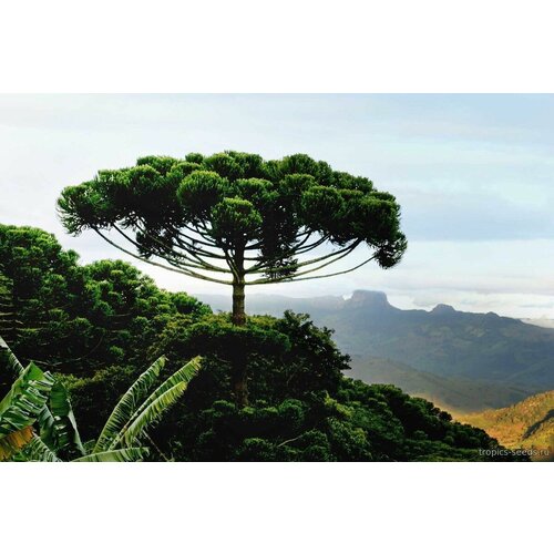   (. Araucaria angustifolia)  1 584