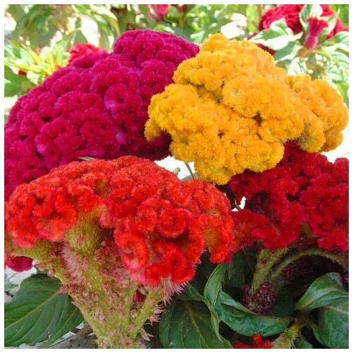    (. Celosia)  30 385