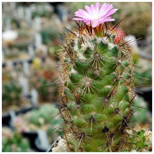     Coryphantha pusilliflora 10 ., ,    350 