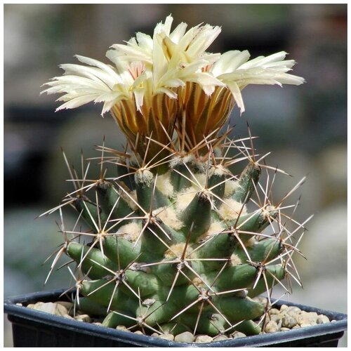     Coryphantha scheeri SB-843 10 . 350