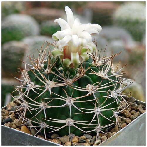     Gymnocalycium bicolor P-116 10 . 350