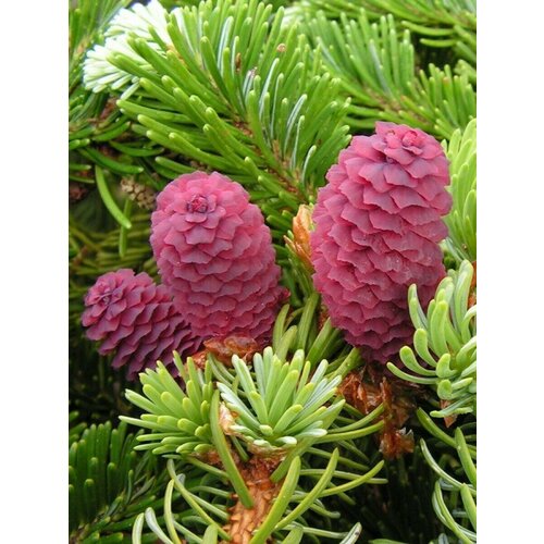    (Picea jezoensis), 60 , ,    1050 