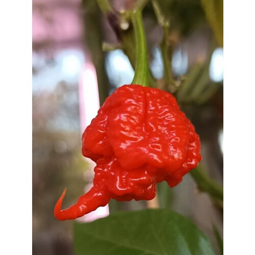    Carolina Reaper red (  ), 5  450