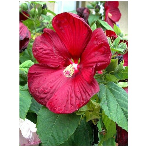    (Hibiscus moscheutos), 10  369