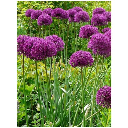      (Allium purple), 30  400