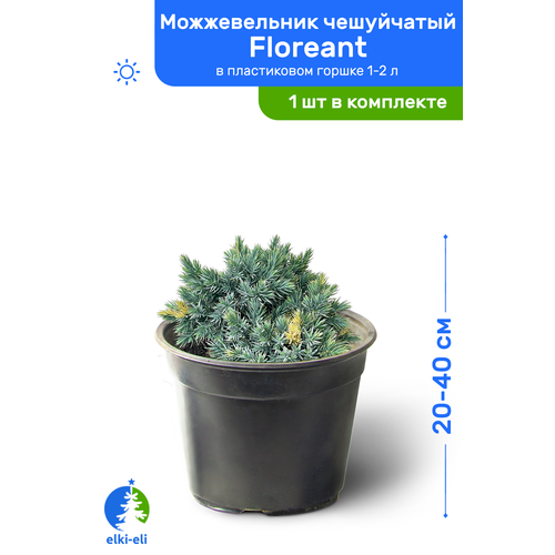   Floreant () 20-40     1-2 , ,   , ,    2935 