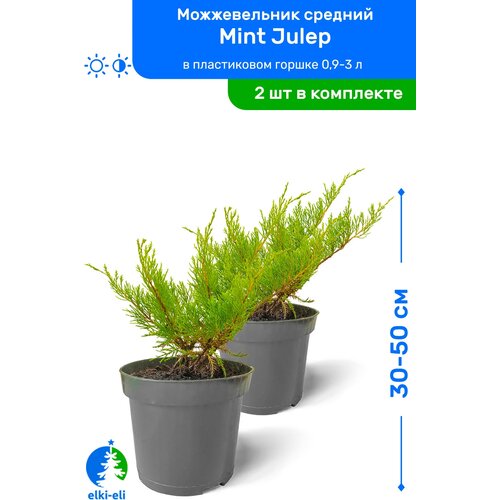  Mint Julep ( ) 30-50     0,9-3 , ,   ,   2  2990