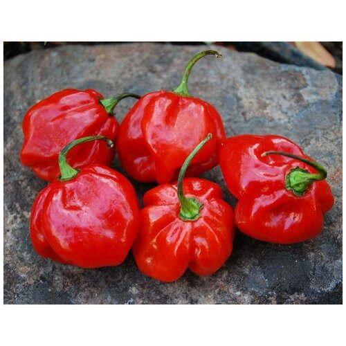    (. Jamaican Red Pepper )  5 360