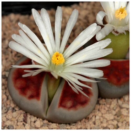     Lithops karasmontana Summitatum 10 . 350