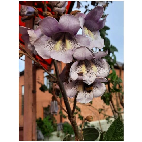      (Paulownia Shan Tong), 100  430