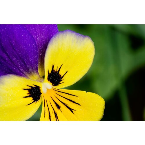   (. Viola tricolor)  100 317