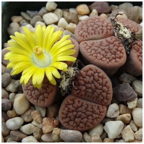     Lithops hookeri C 051  10 . 350