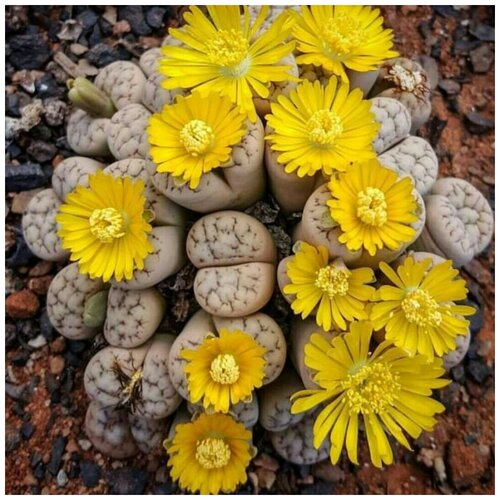     Lithops Werneri C 188 10 . 400