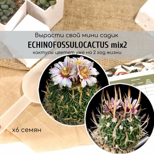            / Echinofossulocactus erectocentrus end grandicorni 380