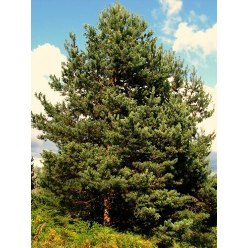    (Pinus sylvestris), 165 , ,    1050 