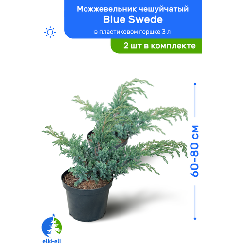   Blue Swede ( ) 60-80     3 , ,   ,   2 , ,    7500 
