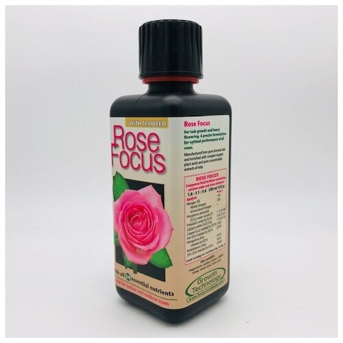    Rose Focus 300  1342