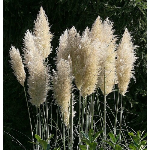   -   (. Cortaderia selloana)  15 328