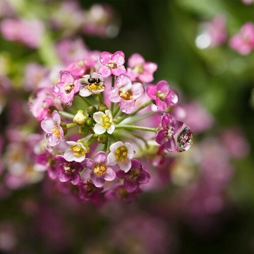   -  (. Lobularia maritima)  15 309