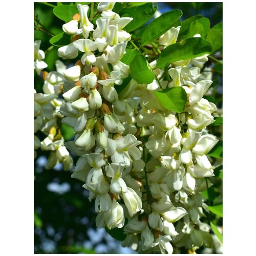    ( ) / Robinia pseudoacacia, 20 , ,    400 