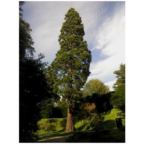    (Sequoia sempervirens), 60  1050