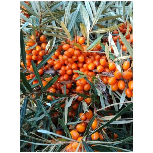    (Hippophae rhamnoides), 30  400