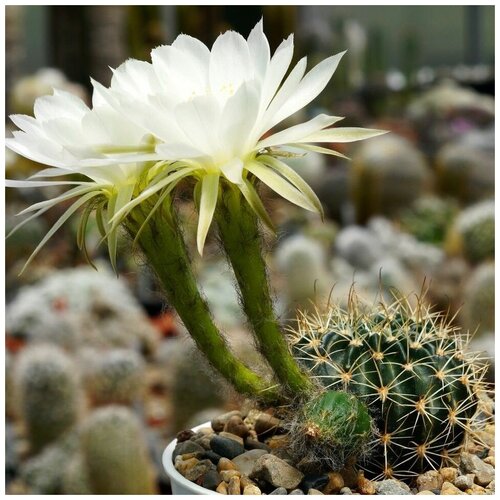     Echinopsis ancistrophora TB-0418.1 10 . 350