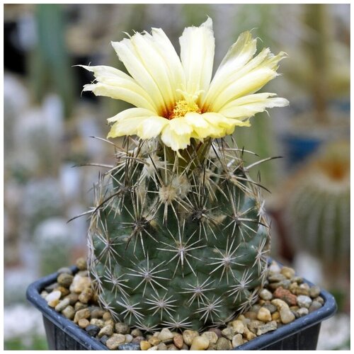     Coryphantha obscura SB-714 10 . 350