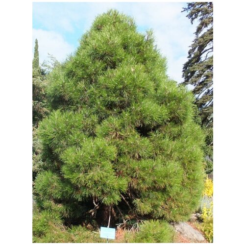    (Pinus nigra pallasiana), 150  1050