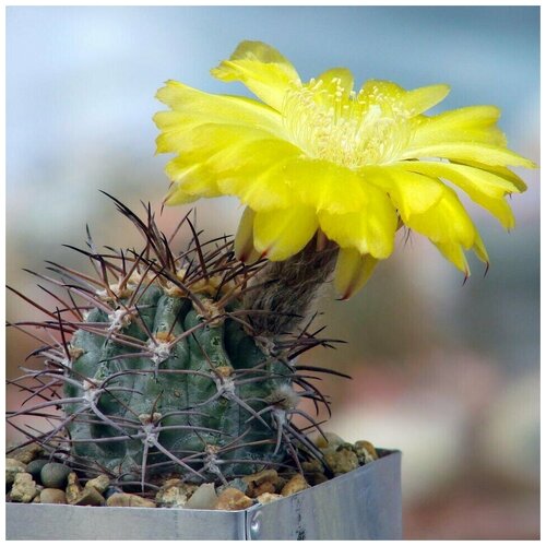     Acanthocalycium griseum 10 . 350