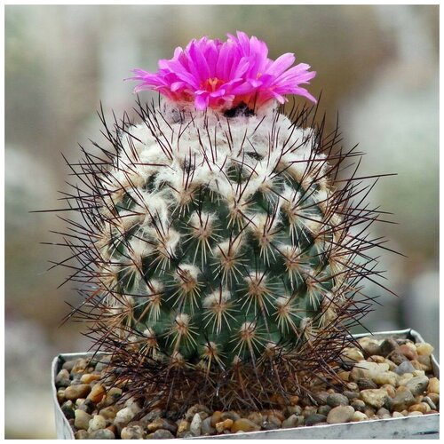     Gymnocactus viereckii L-1159 10 . 350