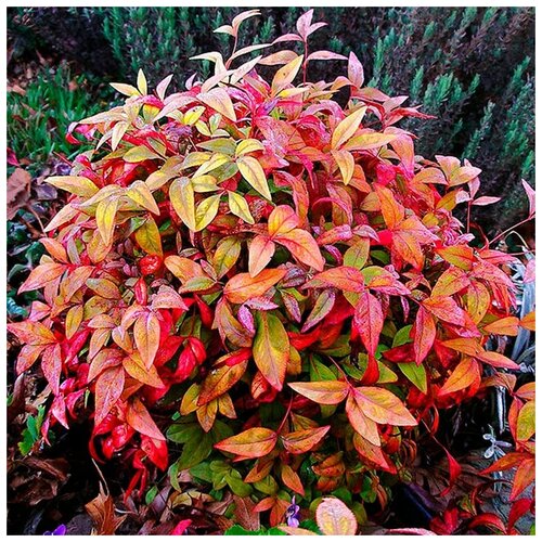   ( . Nandina Domestica )  15 307