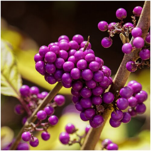   (. Callicarpa americana)  10 301