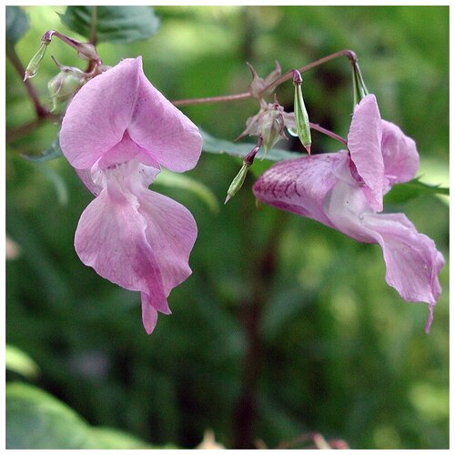  (. Impatiens)  10  330