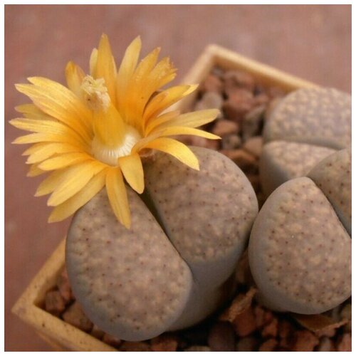     Lithops verruculosa v. glabra C-160 10 ., ,    350 