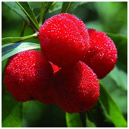 ���������� ������� (MYRICA RUBRA), ������ 10 ��., ����, ������ ������ �� 382 ���