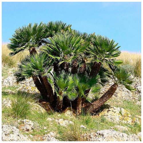   ( . Chamaerops Humilis )  10 310