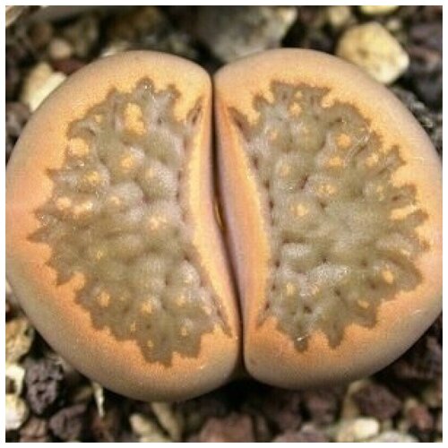     Lithops hallii C-094 10 . 350