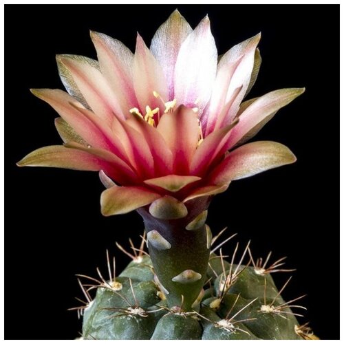     Gymnocalycium terweemeanum 10 . 350