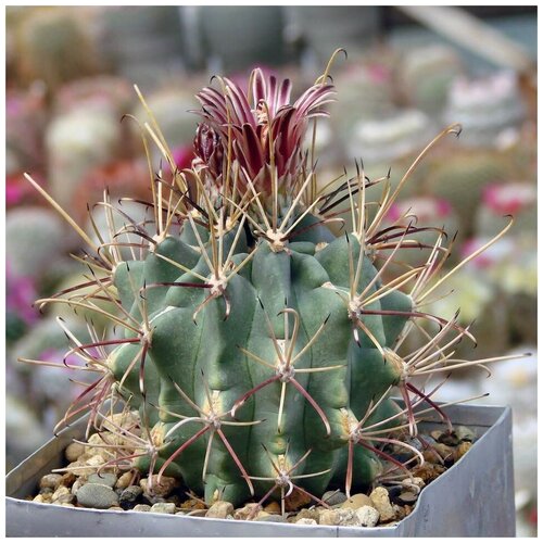     Glandulicactus uncinatus VM-348 10 . 350