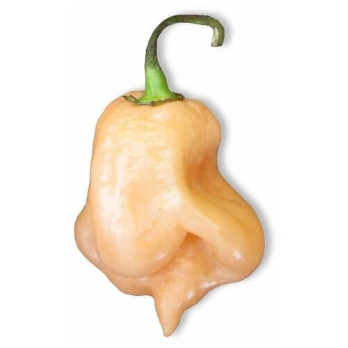   Trinidad Scorpion Peach (. Capsicum Chinense)  5 386