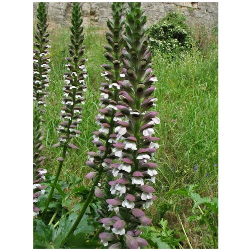    (Acanthus mollis), 5 , ,    340 