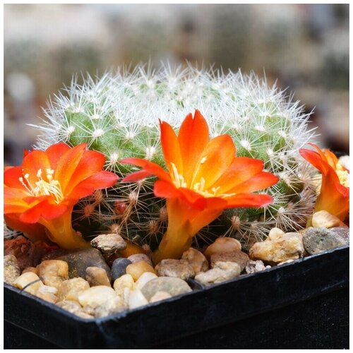     Rebutia xanthocarpa VG-105 10 . 350