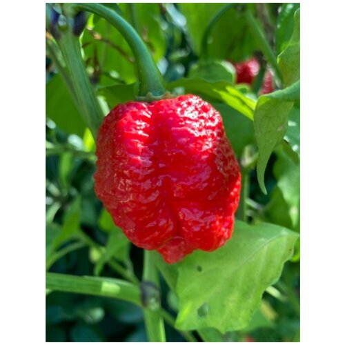    Trinidad Moruga Scorpion red (  ), 5  470